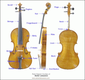 i7_138_violin_anatomy